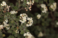 Pomaderris forrestiana