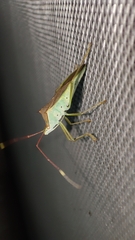Paradasynus spinosus
