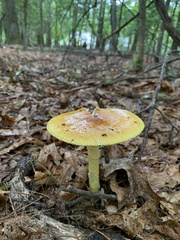 Amanita jacksonii
