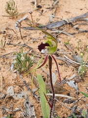 Caladenia verrucosa