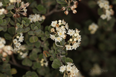 Pomaderris forrestiana