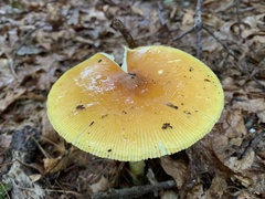 Amanita jacksonii