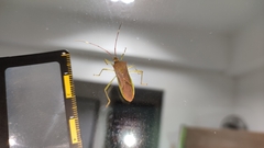 Paradasynus spinosus