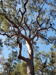 Angophora costata