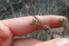 Crassula subulata fastigiata