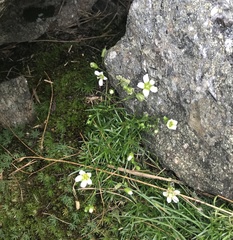 Mononeuria groenlandica