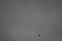 Aerodramus germani germani