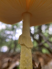 Amanita jacksonii