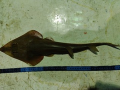 Pseudobatos glaucostigma