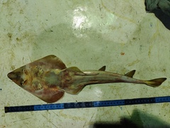 Pseudobatos glaucostigma