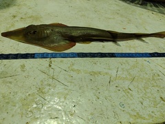 Pseudobatos glaucostigma