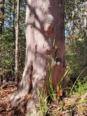 Angophora costata