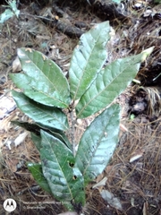 Quercus benthamii