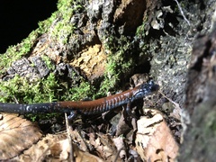 Plethodon yonahlossee