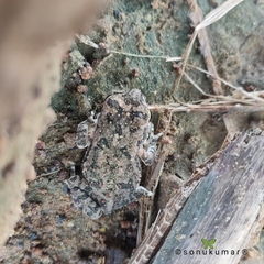 Duttaphrynus stomaticus