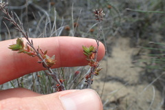 Crassula subulata fastigiata