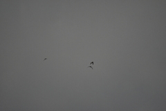 Aerodramus germani germani