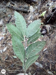 Quercus benthamii