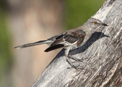 Mimus polyglottos polyglottos