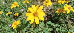 Heliopsis parvifolia