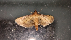 Cnaphalocrocis medinalis