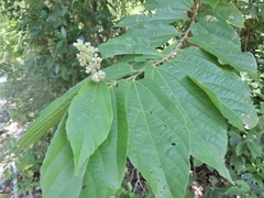 Microcos paniculata