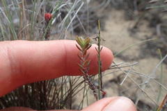 Crassula subulata fastigiata