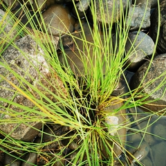 Carex