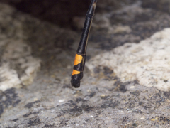 Nososticta impercepta