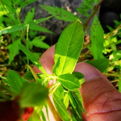 Hypericum ellipticum