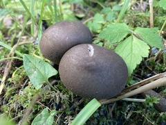Lycoperdaceae