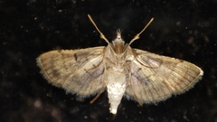 Cnaphalocrocis medinalis