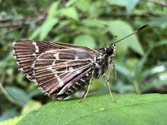 Amblyscirtes aesculapius