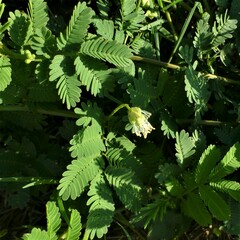 Desmanthus leptolobus