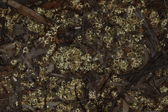 Xanthoparmelia semiviridis