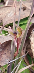 Chiloglottis trapeziformis