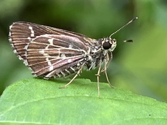 Amblyscirtes aesculapius