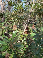Banksia serrata