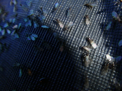 Formicinae