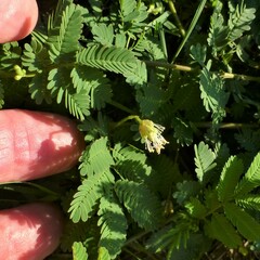Desmanthus leptolobus
