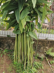 Alpinia galanga