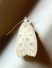 Machimia tentoriferella