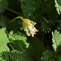 Desmanthus leptolobus