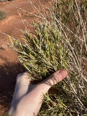 Eremophila youngii