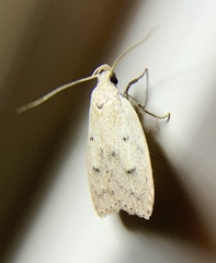 Machimia tentoriferella