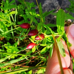 Hypericum ellipticum