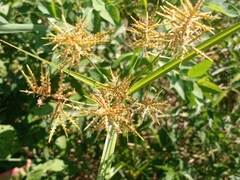 Cyperus esculentus leptostachyus