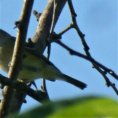 Vireo griseus