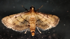 Cnaphalocrocis medinalis