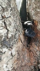 Anoplolepis gracilipes